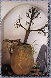 image of a plant